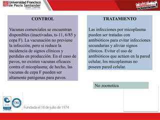 CONTROL
Vacunas comerciales se encuentran
disponibles (inactivadas, ts-11, 6/85 y
cepa F). La vacunación no previene
la infección, pero si reduce la
incidencia de signos clínicos y
perdidas en producción. En el caso de
pavos, no existen vacunas eficaces
contra el micoplasma; de hecho, las
vacunas de cepa F pueden ser
altamente patógenas para pavos.
TRATAMIENTO
Las infecciones por micoplasma
pueden ser tratadas con
antibióticos para evitar infecciones
secundarias y aliviar signos
clínicos. Evitar el uso de
antibióticos que actúen en la pared
celular, los micoplasmas no
poseen pared celular.
No zoonotica
 