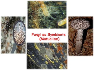 Fungi as Symbionts
(Mutualism)
 