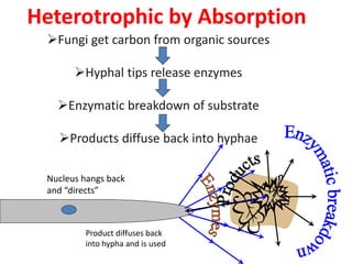 Heterotrophic by Absorption
Fungi get carbon from organic sources
Hyphal tips release enzymes
Enzymatic breakdown of substrate
Products diffuse back into hyphae
Product diffuses back
into hypha and is used
Nucleus hangs back
and “directs”
 