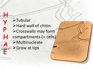 Tubular
Hard wall of chitin
Crosswalls may form
compartments (± cells)
Multinucleate
Grow at tips
H
Y
P
H
A
E
 