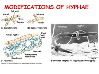 MODIFICATIONS OF HYPHAE
 