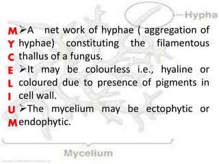 A net work of hyphae ( aggregation of
hyphae) constituting the filamentous
thallus of a fungus.
It may be colourless i.e., hyaline or
coloured due to presence of pigments in
cell wall.
The mycelium may be ectophytic or
endophytic.
M
Y
C
E
L
I
U
M
 
