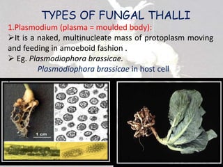 TYPES OF FUNGAL THALLI
1.Plasmodium (plasma = moulded body):
It is a naked, multinucleate mass of protoplasm moving
and feeding in amoeboid fashion .
 Eg. Plasmodiophora brassicae.
Plasmodiophora brassicae in host cell
.
 