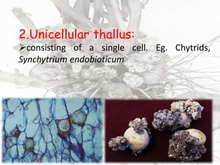 2.Unicellular thallus:
consisting of a single cell. Eg. Chytrids,
Synchytrium endobioticum
 