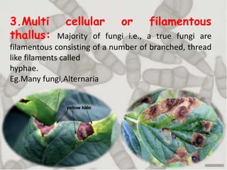 3.Multi cellular or filamentous
thallus: Majority of fungi i.e., a true fungi are
filamentous consisting of a number of branched, thread
like filaments called
hyphae.
Eg.Many fungi,Alternaria
 