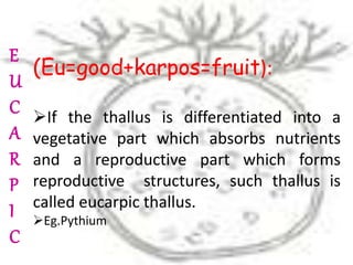 (Eu=good+karpos=fruit):
If the thallus is differentiated into a
vegetative part which absorbs nutrients
and a reproductive part which forms
reproductive structures, such thallus is
called eucarpic thallus.
Eg.Pythium
E
U
C
A
R
P
I
C
 