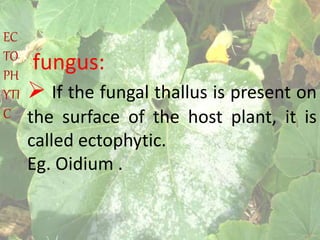 fungus:
 If the fungal thallus is present on
the surface of the host plant, it is
called ectophytic.
Eg. Oidium .
EC
TO
PH
YTI
C
 