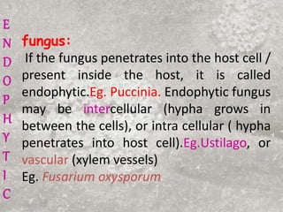 fungus:
If the fungus penetrates into the host cell /
present inside the host, it is called
endophytic.Eg. Puccinia. Endophytic fungus
may be intercellular (hypha grows in
between the cells), or intra cellular ( hypha
penetrates into host cell).Eg.Ustilago, or
vascular (xylem vessels)
Eg. Fusarium oxysporum
E
N
D
O
P
H
Y
T
I
C
 