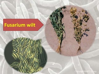Fusarium wilt
 