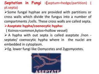 Septation in Fungi :(septum=hedge/partition) (
pl.septa)
Some fungal hyphae are provided with partitions or
cross walls which divide the fungus into a number of
compartments /cells. These cross walls are called septa.
Aseptate hypha/coenocytic hypha:
( Koinos=common,kytos=hollow vessel)
 A hypha with out septa is called aseptate /non -
septate/ coenocytic hypha where in the nuclei are
embedded in cytoplasm.
Eg. lower fungi like Oomycetes and Zygomycetes.
 