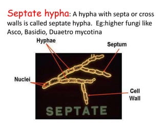 Septate hypha: A hypha with septa or cross
walls is called septate hypha. Eg:higher fungi like
Asco, Basidio, Duaetro mycotina
 