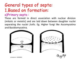 General types of septa:
1.Based on formation:
a)Primary septa :
These are formed in direct association with nuclear division
(mitotic or meiotic) and are laid down between daughter nuclei
separating the nuclei /cells. Eg. Higher fungi like Ascomycotina
and Basidiomycotina.
 