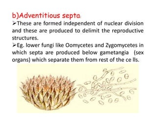 b)Adventitious septa:
These are formed independent of nuclear division
and these are produced to delimit the reproductive
structures.
Eg. lower fungi like Oomycetes and Zygomycetes in
which septa are produced below gametangia (sex
organs) which separate them from rest of the ce lls.
 