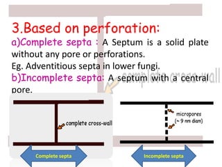 3.Based on perforation:
a)Complete septa : A Septum is a solid plate
without any pore or perforations.
Eg. Adventitious septa in lower fungi.
b)Incomplete septa: A septum with a central
pore.
Complete septa Incomplete septa
 