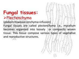 Fungal tissues:
Plectenchyma
(plekein=toweave+enchyma=infusion)
Fungal tissues are called plectenchyma i.e., mycelium
becomes organized into loosely or compactly woven
tissue. This tissue compose various types of vegetative
and reproductive structures.
 