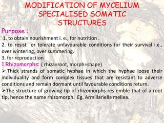 MODIFICATION OF MYCELIUM
SPECIALISED SOMATIC
STRUCTURES
Purpose :
1. to obtain nourishment i. e., for nutrition .
2. to resist or tolerate unfavourable conditions for their survival i.e.,
over wintering, over summering.
3. for reproduction
1.Rhizomorphs: ( rhiza=root, morph=shape)
 Thick strands of somatic hyphae in which the hyphae loose their
individuality and form complex tissues that are resistant to adverse
conditions and remain dormant until favourable conditions return.
The structure of growing tip of rhizomorphs res emble that of a root
tip, hence the name rhizomorph. Eg. Armillariella mellea.
 