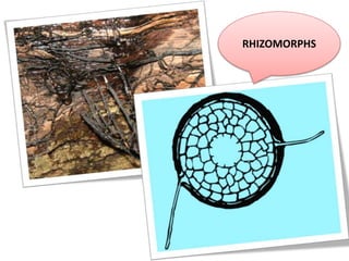 RHIZOMORPHS
 