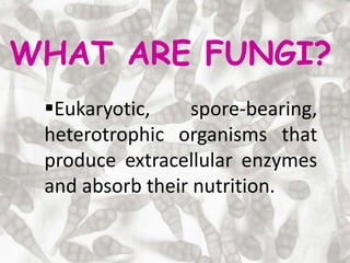 Eukaryotic, spore-bearing,
heterotrophic organisms that
produce extracellular enzymes
and absorb their nutrition.
WHAT ARE FUNGI?
 