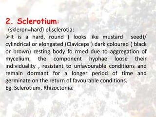 2. Sclerotium:
(skleron=hard) pl.sclerotia:
It is a hard, round ( looks like mustard seed)/
cylindrical or elongated (Claviceps ) dark coloured ( black
or brown) resting body fo rmed due to aggregation of
mycelium, the component hyphae loose their
individuality , resistant to unfavourable conditions and
remain dormant for a longer period of time and
germinate on the return of favourable conditions.
Eg. Sclerotium, Rhizoctonia.
 