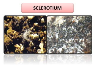 SCLEROTIUM
 