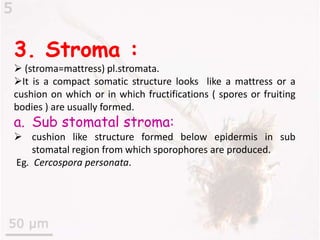 3. Stroma :
 (stroma=mattress) pl.stromata.
It is a compact somatic structure looks like a mattress or a
cushion on which or in which fructifications ( spores or fruiting
bodies ) are usually formed.
a. Sub stomatal stroma:
 cushion like structure formed below epidermis in sub
stomatal region from which sporophores are produced.
Eg. Cercospora personata.
 