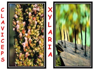 C
L
A
V
I
C
E
P
S
X
Y
L
A
R
I
A
 