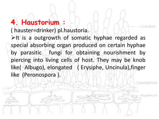 4. Haustorium :
( hauster=drinker) pl.haustoria.
It is a outgrowth of somatic hyphae regarded as
special absorbing organ produced on certain hyphae
by parasitic fungi for obtaining nourishment by
piercing into living cells of host. They may be knob
like( Albugo), elongated ( Erysiphe, Uncinula),finger
like (Peronospora ).
 