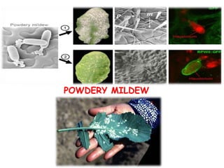 POWDERY MILDEW
 