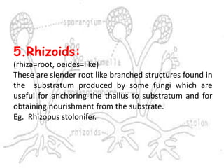 5.Rhizoids:
(rhiza=root, oeides=like)
These are slender root like branched structures found in
the substratum produced by some fungi which are
useful for anchoring the thallus to substratum and for
obtaining nourishment from the substrate.
Eg. Rhizopus stolonifer.
 