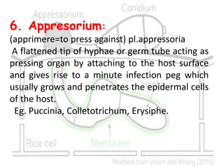6. Appresorium:
(apprimere=to press against) pl.appressoria
A flattened tip of hyphae or germ tube acting as
pressing organ by attaching to the host surface
and gives rise to a minute infection peg which
usually grows and penetrates the epidermal cells
of the host.
Eg. Puccinia, Colletotrichum, Erysiphe.
 