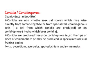 Conidia / Conidiospores :
( konis=dust ; oides=like )
Conidia are non -motile asex ual spores which may arise
directly from somatic hyphae or from specialized conidiogenous
cells ( a cell from which conidia are produced) or on
conidiophore ( hypha which bear conidia).
Conidia are produced freely on conidiophore ie.,at the tips or
sides of conidiophore or may be produced in specialized asexual
fruiting bodies
viz., pycnidium, acervulus, sporodochium and synne mata.
 