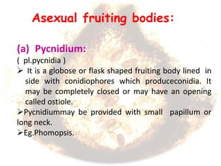 Asexual fruiting bodies:
(a) Pycnidium:
( pl.pycnidia )
 It is a globose or flask shaped fruiting body lined in
side with conidiophores which produceconidia. It
may be completely closed or may have an opening
called ostiole.
Pycnidiummay be provided with small papillum or
long neck.
Eg.Phomopsis.
 
