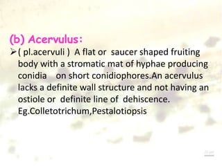 (b) Acervulus:
( pl.acervuli ) A flat or saucer shaped fruiting
body with a stromatic mat of hyphae producing
conidia on short conidiophores.An acervulus
lacks a definite wall structure and not having an
ostiole or definite line of dehiscence.
Eg.Colletotrichum,Pestalotiopsis
 