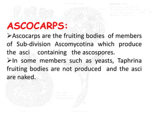 ASCOCARPS:
Ascocarps are the fruiting bodies of members
of Sub-division Ascomycotina which produce
the asci containing the ascospores.
In some members such as yeasts, Taphrina
fruiting bodies are not produced and the asci
are naked.
 