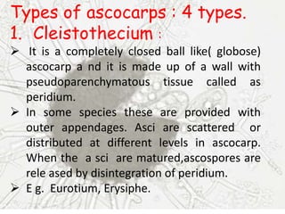 Types of ascocarps : 4 types.
1. Cleistothecium :
 It is a completely closed ball like( globose)
ascocarp a nd it is made up of a wall with
pseudoparenchymatous tissue called as
peridium.
 In some species these are provided with
outer appendages. Asci are scattered or
distributed at different levels in ascocarp.
When the a sci are matured,ascospores are
rele ased by disintegration of peridium.
 E g. Eurotium, Erysiphe.
 
