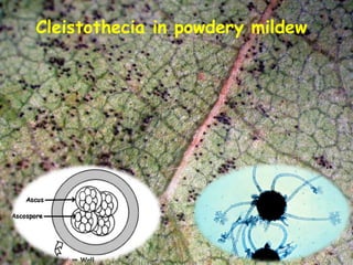 Cleistothecia in powdery mildew
 