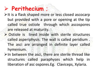  Perithecium ;
It is a flask shaped more or less closed ascocarp
but provided with a pore or opening at the tip
called true ostiole through which ascospores
are released at maturity.
 Ostiole is lined inside with sterile structures
called asperiphysis. The wall is called peridium .
The asci are arranged in definite layer called
hymenium.
In between the asci, there are sterile thread like
structures called paraphyses which help in
liberation of asc ospores.Eg. Claviceps, Xylaria.
 