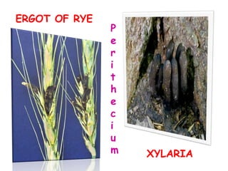 ERGOT OF RYE
XYLARIA
P
e
r
i
t
h
e
c
i
u
m
 