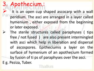 3. Apothecium.:
 It is an open cup shaped ascocarp with a wall
peridium. The asci are arranged in a layer called
hymenium , either exposed from the beginning
or later exposed.
 The sterile structures called paraphyses ( tips
free / not fused ) are also present intermingled
with asci which help in liberation and dispersal
of ascospores. Epitheciumis a layer on the
surface of hymenium of an apothecium formed
by fusion of ti ps of paraphyses over the asci.
E g. Peziza, Tuber.
 