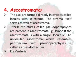 4. Ascostromata:
 The asci are formed directly in cavities called
locules with in stroma. The stroma itself
serves as wall of ascostroma.
 Sterile structures called pseudoparaphyses
are present in ascostromata.Eg.Elsinoe If the
ascostromata is with a single locule ie., An
unilocular ascostroma which resembles
perithecium with pseudoparaphyses is
called as pseudothecium.
 E g.Venturia.
 