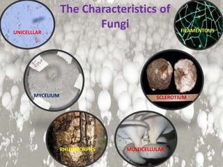 The Characteristics of
Fungi
UNICELLLAR FILAMENTOUS
MULTICELLULARRHIZOMORPHS
MYCELIUM SCLEROTIUM
 