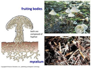 Fungi as Symbionts
(Mutualism)
 