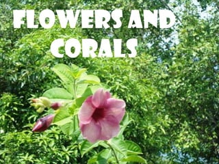 FLOWERS and
   CORALS
 