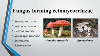 Fungus forming ectomycorrhizae
• Amanita muscaria
• Boletus variegatus
• Paxillus invalutus
• Rhizopogon vinicolor
• Entomoloma
• Sclerodendran
Amanita muscaria Entomoloma
 