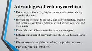 Advantages of ectomycorrhiza
• Extensive multibranching hyphae increases the water holding
capacity of plants.
• Increase the tolerance to drought, high soil temperature, organic
and inorganic soil toxins, extremes of soil acidity to sulphur and
aluminium.
• Deter infection of feeder roots by some rot pathogens.
• Enhance the uptake of many nutrients. (P, Cu, Zn through Hartig
net)
• Disease control through barrier effect, competitive exclusion.
• Play a key role in afforestation.
 