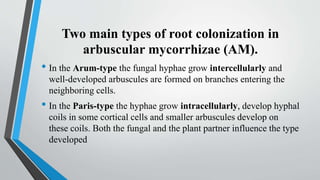 Two main types of root colonization in
arbuscular mycorrhizae (AM).
• In the Arum-type the fungal hyphae grow intercellularly and
well-developed arbuscules are formed on branches entering the
neighboring cells.
• In the Paris-type the hyphae grow intracellularly, develop hyphal
coils in some cortical cells and smaller arbuscules develop on
these coils. Both the fungal and the plant partner influence the type
developed
 