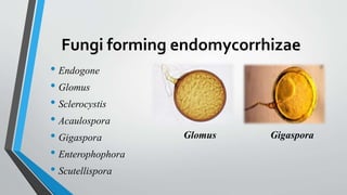 Fungi forming endomycorrhizae
• Endogone
• Glomus
• Sclerocystis
• Acaulospora
• Gigaspora
• Enterophophora
• Scutellispora
GigasporaGlomus
 