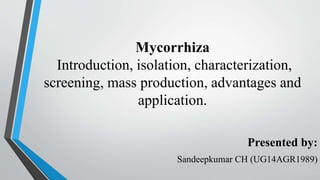 Mycorrhiza
Introduction, isolation, characterization,
screening, mass production, advantages and
application.
Presented by:
Sandeepkumar CH (UG14AGR1989)
 