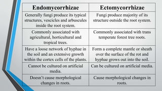 Endomycorrhizae Ectomycorrhizae
Generally fungi produce its typical
structures, vescicles and arbuscules
inside the root system.
Fungi produce majority of its
structure outside the root system.
Commonly associated with
agricultural, horticultural and
tropical trees.
Commonly associated with trans
temperate forest tree roots.
Have a loose network of hyphae in
the soil and an extensive growth
within the cortex cells of the plants.
Form a complete mantle or sheath
over the surface of the rot and
hyphae grows out into the soil.
Cannot be cultured on artificial
media.
Can be cultured on artificial media.
Doesn’t cause morphological
changes in roots.
Cause morphological changes in
roots.
 