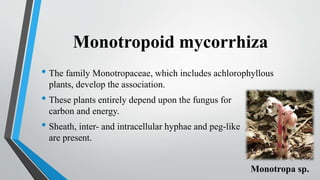Monotropoid mycorrhiza
• The family Monotropaceae, which includes achlorophyllous
plants, develop the association.
• These plants entirely depend upon the fungus for
carbon and energy.
• Sheath, inter- and intracellular hyphae and peg-like haustoria
are present.
Monotropa sp.
 